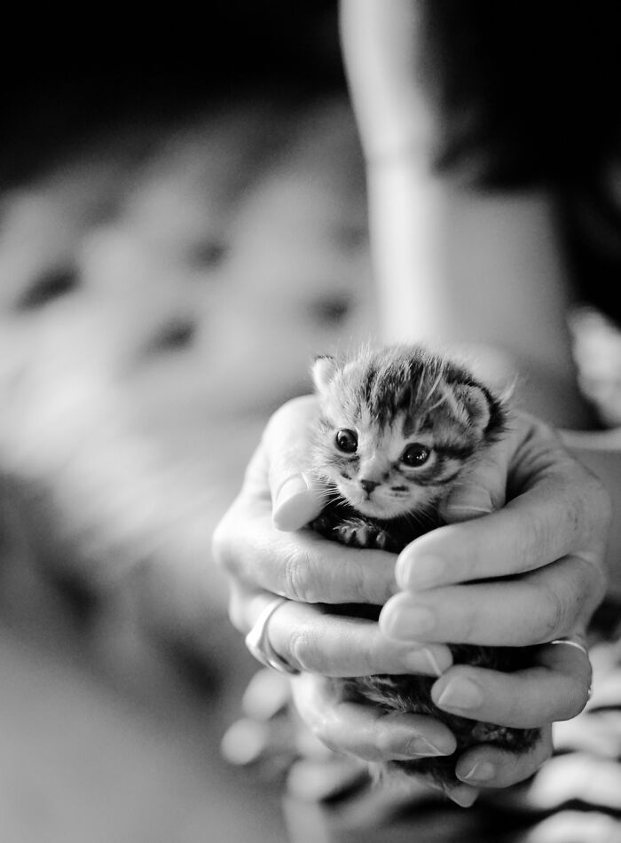 Kitten From A Kitten Rescue Photo Shoot I Did Ages Ago