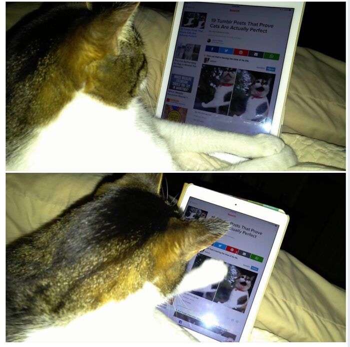 Gus R.i.p. Looking At Cat Article On Buzzfeed