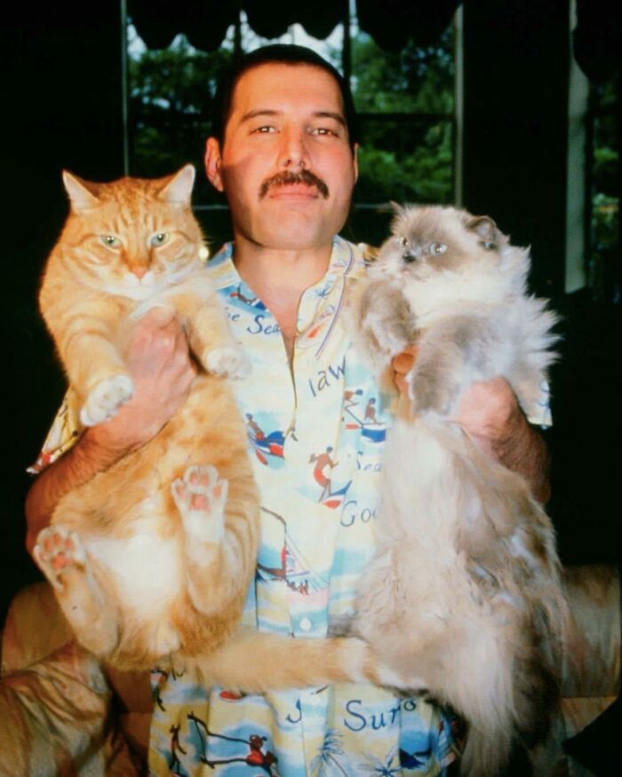Freddie y su amor por los gatos