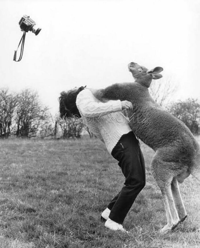 After Being Hit By A Kangaroo He Was Trying To Photograph, John Drysdale Is Comforted By His Attacker // England, 1967. Photographs By Voller Ernst