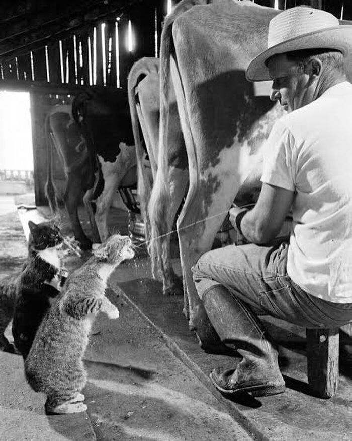 Los gatos se levantan sobre sus patas traseras para beber los chorros de leche durante el ordeño en la granja lechera de Arch Badertscher | 1954. Fotografías de Nat Farbman