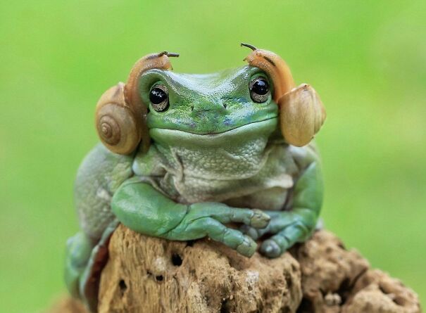 leia-frog-6221a77e2cb4d.jpg