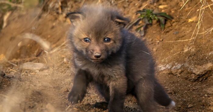 Cuteness Alert: The Spring I Observed A Red Fox Den (16 Pics)