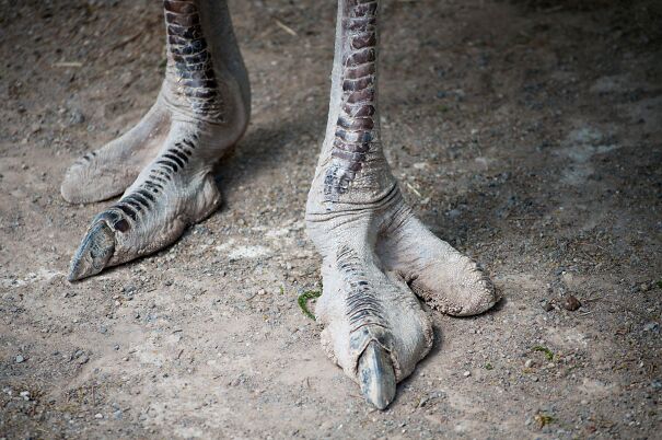 ostrich-death-foot-6241e4f2d33cf.jpg