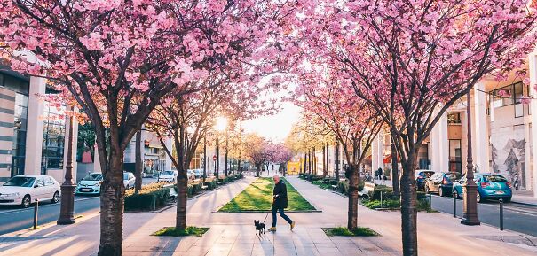 paris-lieux-pour-prendre-les-plus-belles-photos-cerisiers-fleurs-6239a1185876d.jpg