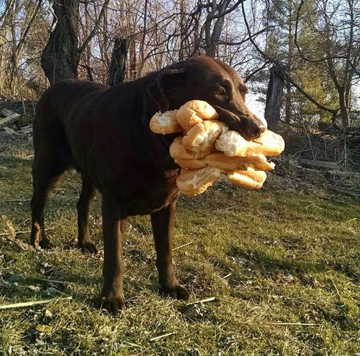 La perra de mi amiga Isabelle que nos robó todos los panes