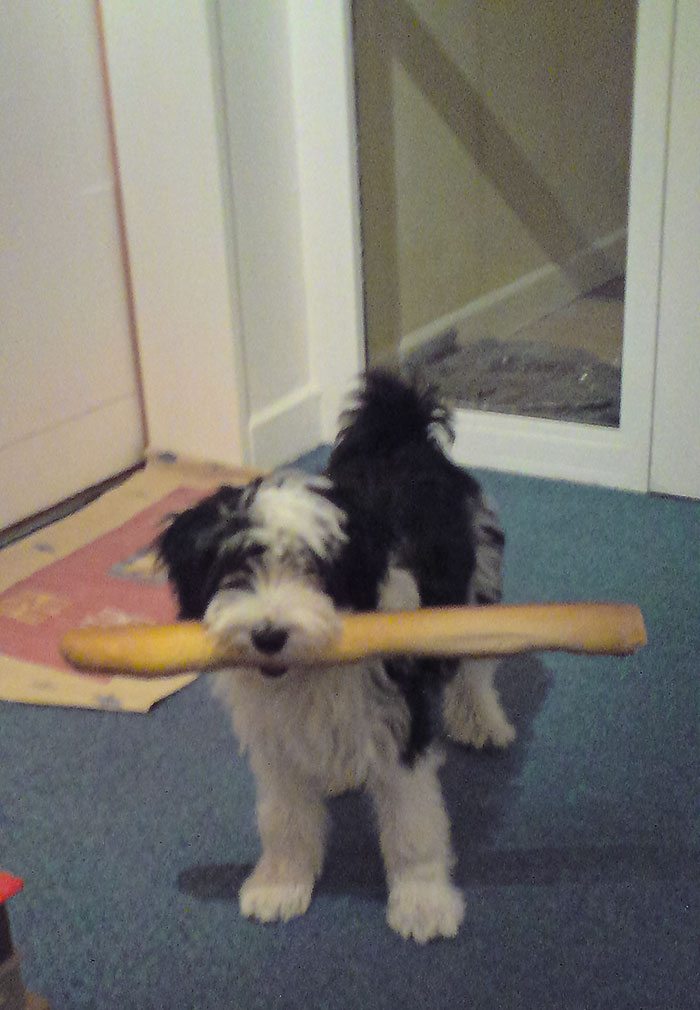 Old Photo Of My Dog Stealing A Baguette