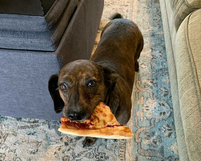 Pizza Thief