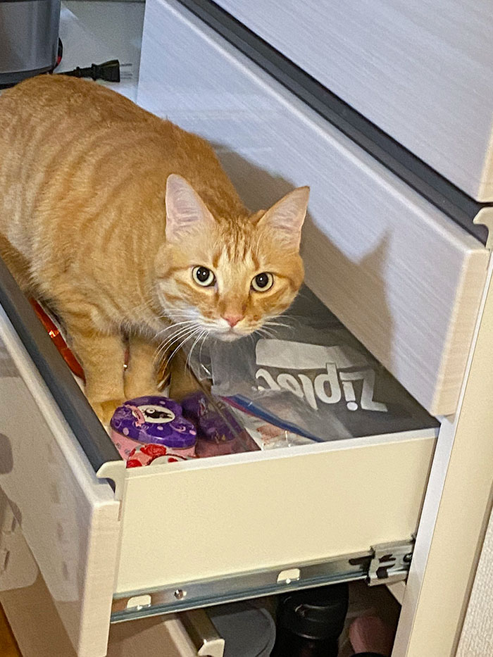 Rushed To Check My Cat Was Ok Only To Find It Trying To Steal Salmon Jerky From A Kitchen Drawer Shaken Open By The Earthquake
