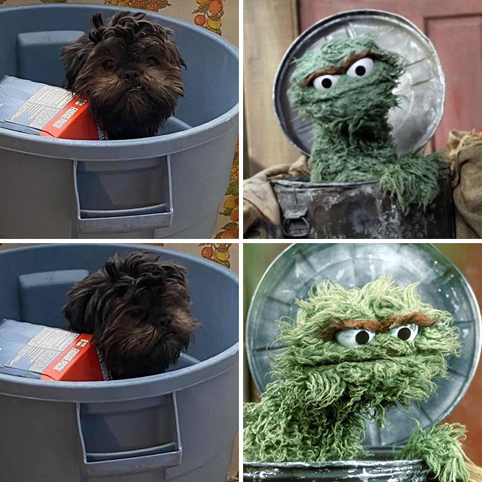 My Boy Was Busted Just Chillin In The Garbage Can And It Made Me Realize - I Own Oscar The Grouch