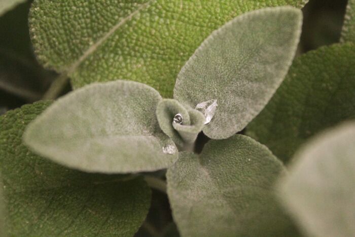 Of Course Herbs Are A Must. Young Sage Leaves Are So Hairy And Soft, Creating A Green Mesmerizing Spiral