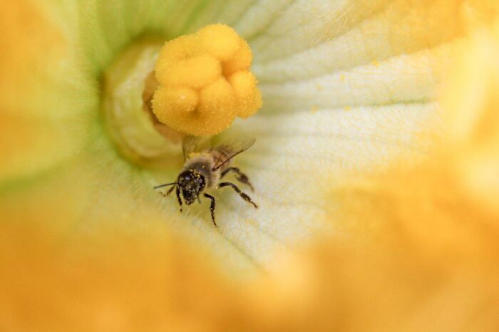 Early In The Morning, Zucchini Flowers Bloom Wide Open. And So, Bees Breakfast Begins