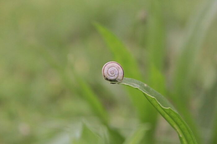 For Unknown Reasons, My Garden Is Full Of Snails. Here Is One, Chilling On The Point Of A Plantain Leaf