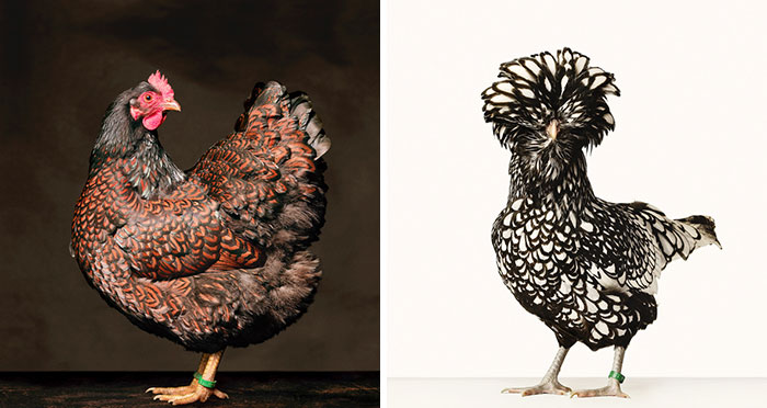 Here Are 15 Photos By This Artist That Reveal How Hens And Roosters Are Walking Pieces Of Art
