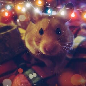 misstorilouise avatar