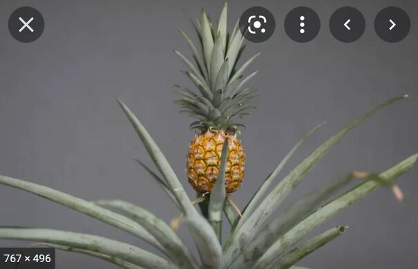 pineapple-62426fed4c741.jpg