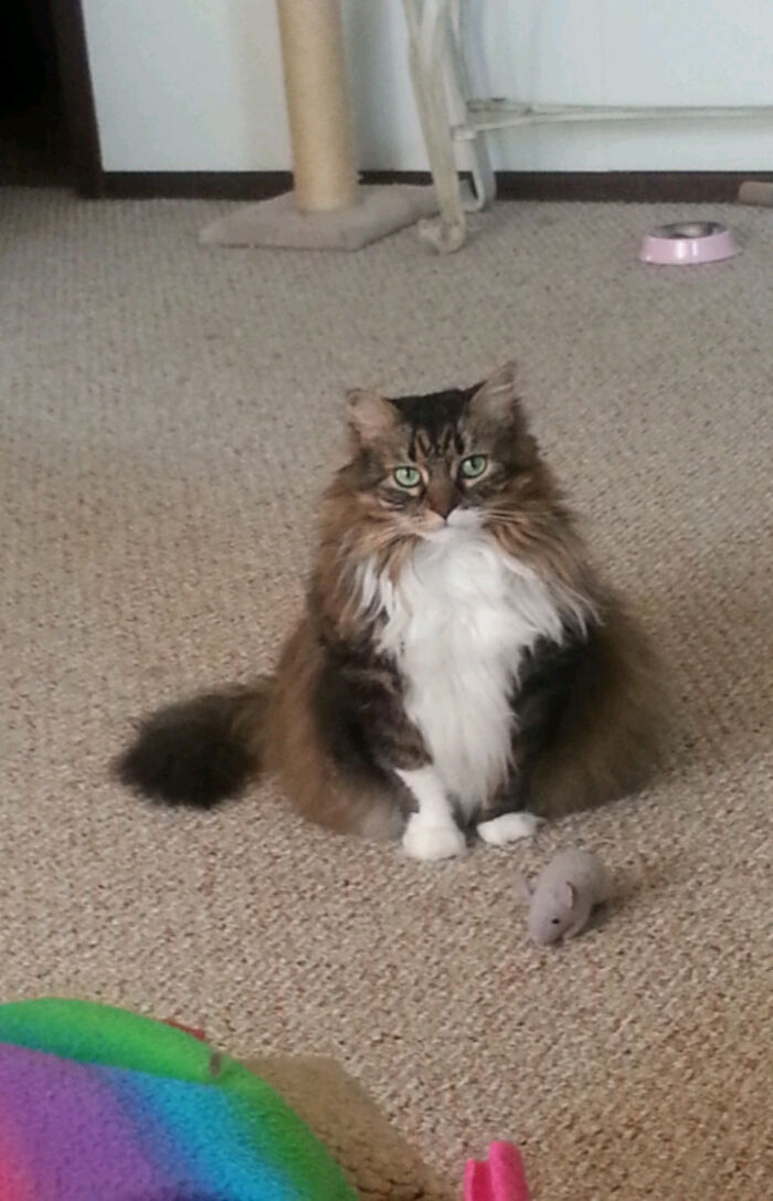 My Ali And Her Mouse. For 12 Years Now, She Brings It To Me Nightly To Play Fetch, Meowing The Whole Time. ❤🧡💛💚💙💜🖤🤎🤍