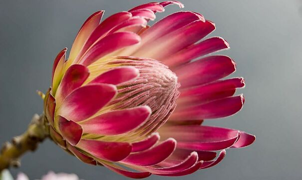 protea-south-african-national-flower-62355d2bd2615.jpg