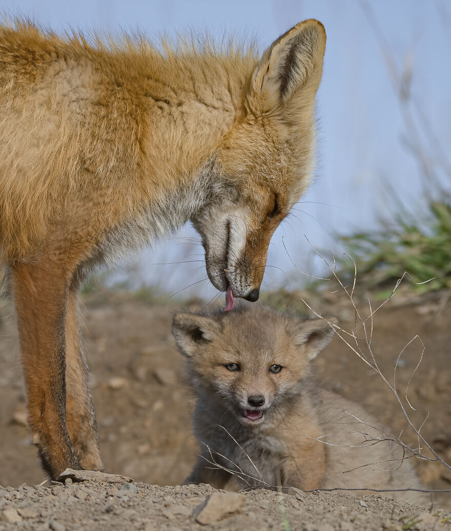 Cuteness Alert: The Spring I Observed A Red Fox Den (16 Pics) Cuteness Alert: The Spring I Observed A Red Fox Den (16 Pics)
