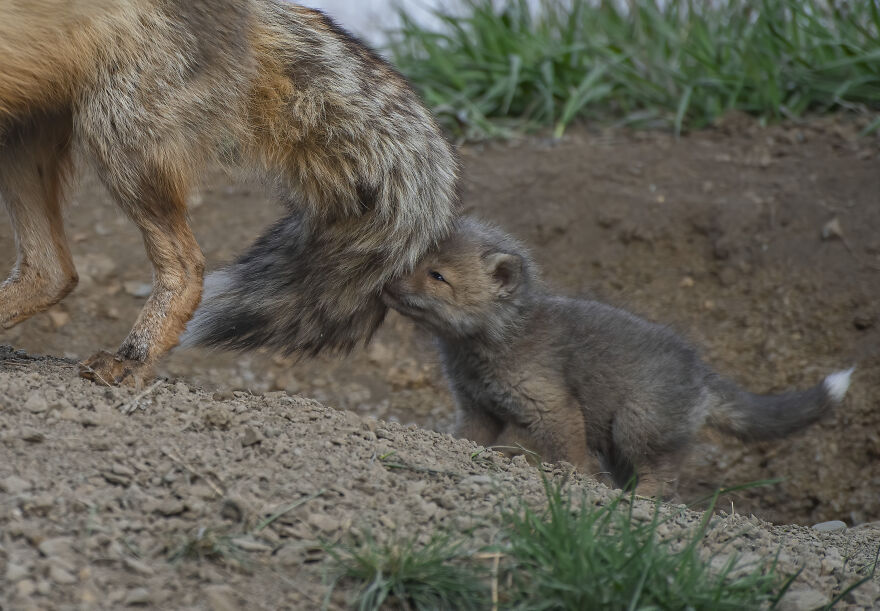 Cuteness Alert: The Spring I Observed A Red Fox Den (16 Pics)