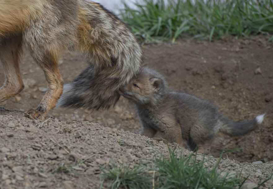 Cuteness Alert: The Spring I Observed A Red Fox Den (16 Pics) Cuteness Alert: The Spring I Observed A Red Fox Den (16 Pics)
