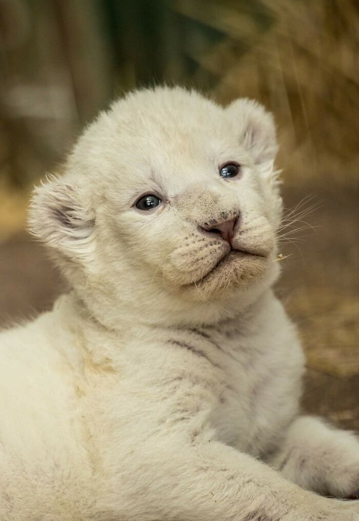 Rare White Lion Cubs Born At Skopje Zoo (11 Pics) Rare White Lion Cubs Born At Skopje Zoo (11 Pics)