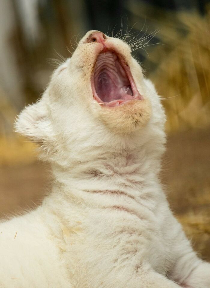 Rare White Lion Cubs Born At Skopje Zoo (11 Pics) Rare White Lion Cubs Born At Skopje Zoo (11 Pics)