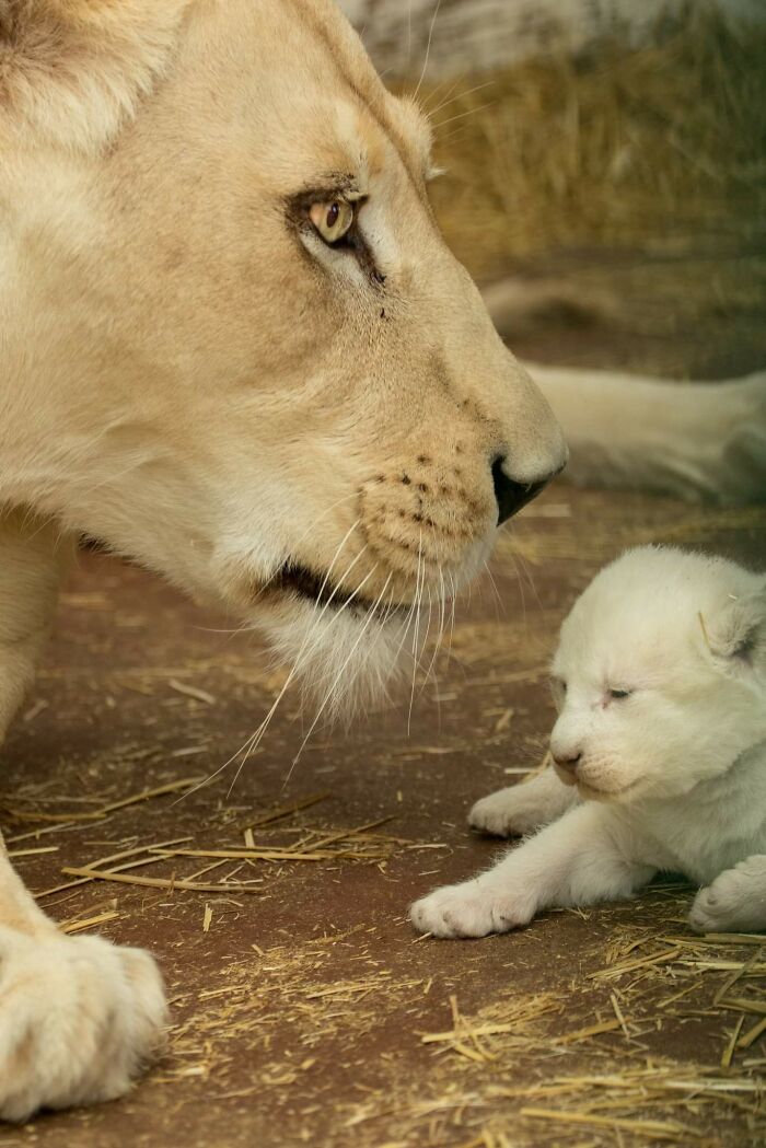Rare White Lion Cubs Born At Skopje Zoo (11 Pics) Rare White Lion Cubs Born At Skopje Zoo (11 Pics)