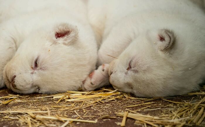 Rare White Lion Cubs Born At Skopje Zoo (11 Pics) Rare White Lion Cubs Born At Skopje Zoo (11 Pics)