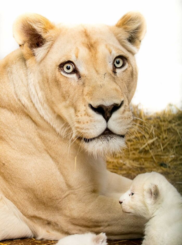 Rare White Lion Cubs Born At Skopje Zoo (11 Pics)
