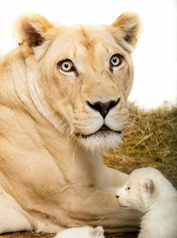 Rare White Lion Cubs Born At Skopje Zoo (11 Pics) Rare White Lion Cubs Born At Skopje Zoo (11 Pics)