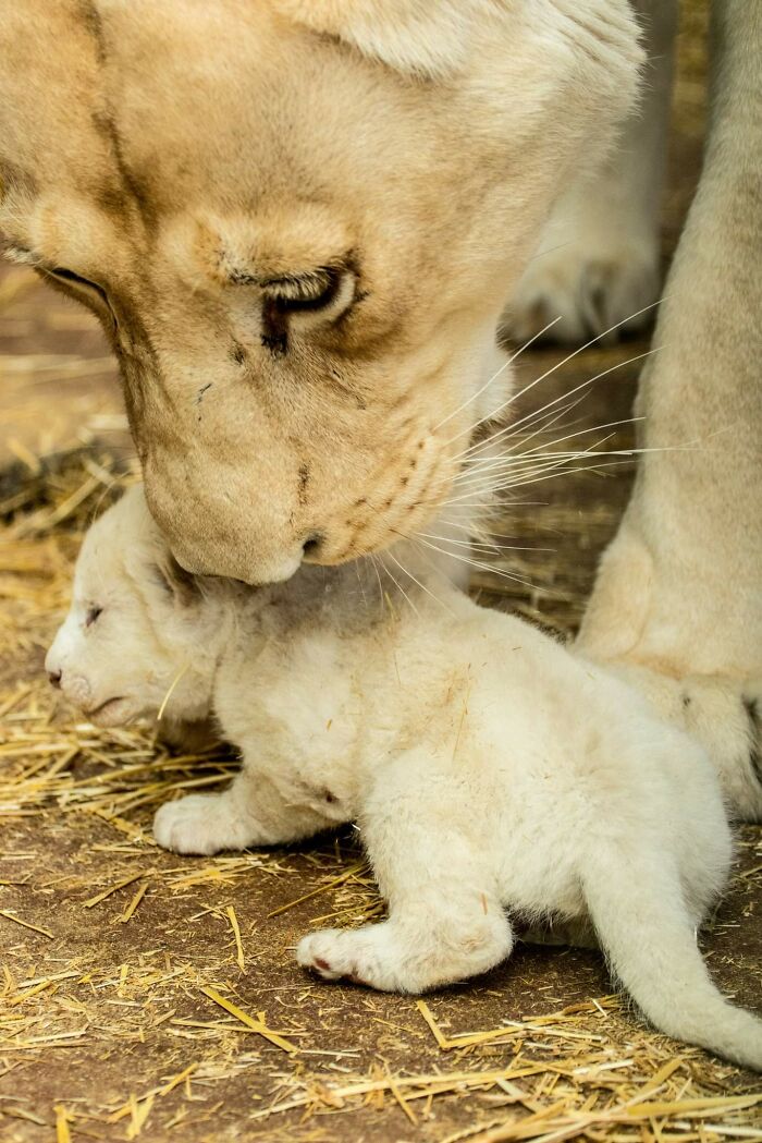Rare White Lion Cubs Born At Skopje Zoo (11 Pics)