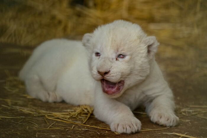 Rare White Lion Cubs Born At Skopje Zoo (11 Pics) Rare White Lion Cubs Born At Skopje Zoo (11 Pics)