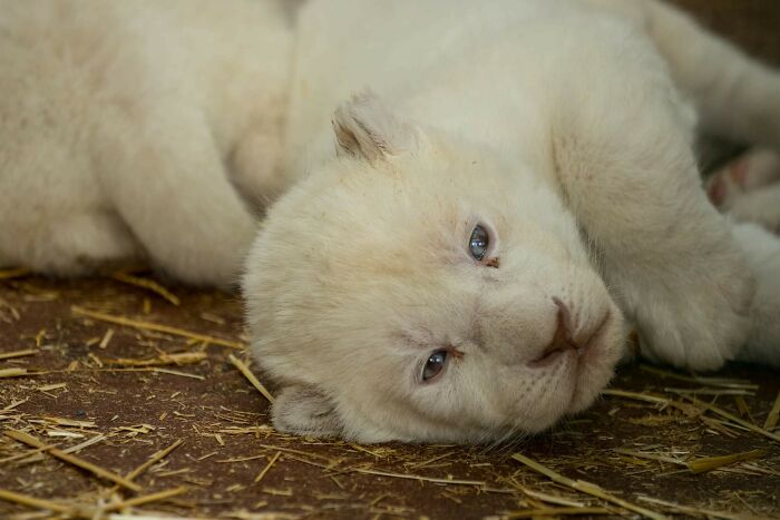Rare White Lion Cubs Born At Skopje Zoo (11 Pics) Rare White Lion Cubs Born At Skopje Zoo (11 Pics)