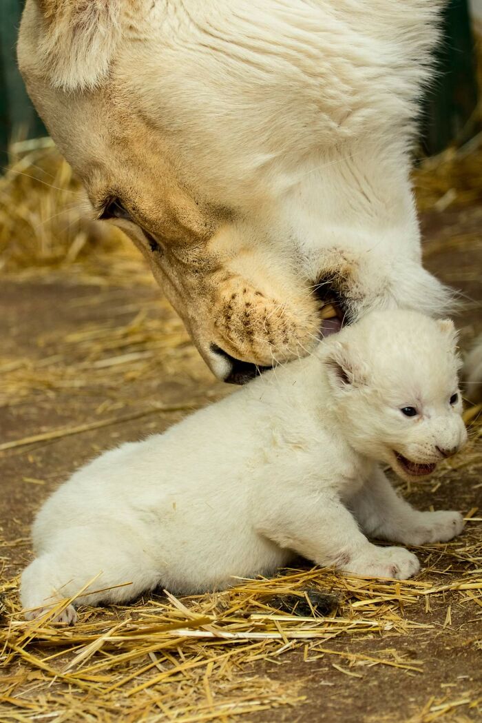 Rare White Lion Cubs Born At Skopje Zoo (11 Pics) Rare White Lion Cubs Born At Skopje Zoo (11 Pics)
