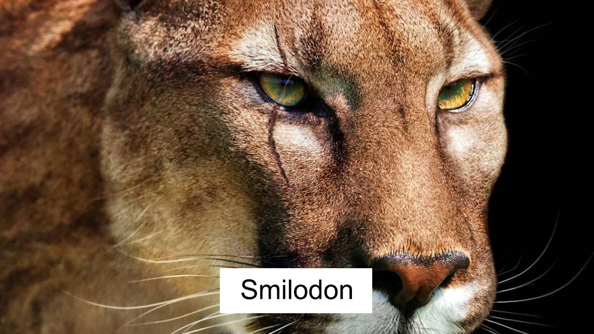 Close-up of a realistic illustration of an extinct Smilodon showing detailed fur and eyes in natural colors