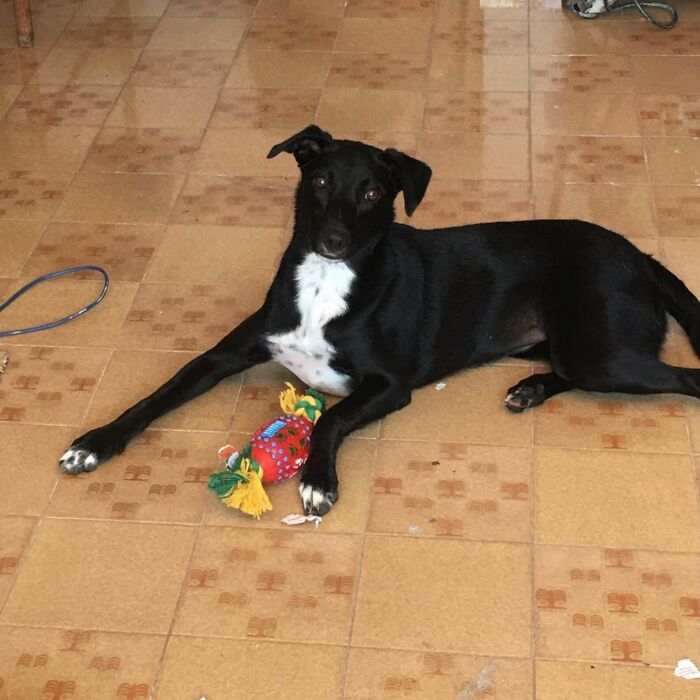 Home Camera Caught This Owner And Dog's Adorable Nighttime Routine, And The Video Of It Went Viral Home Camera Caught This Owner And Dog's Adorable Nighttime Routine, And The Video Of It Went Viral