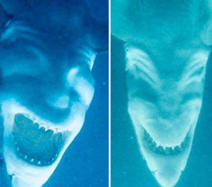 Sharks Photographed Upside Down