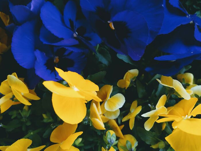 Flowers For Solidarity