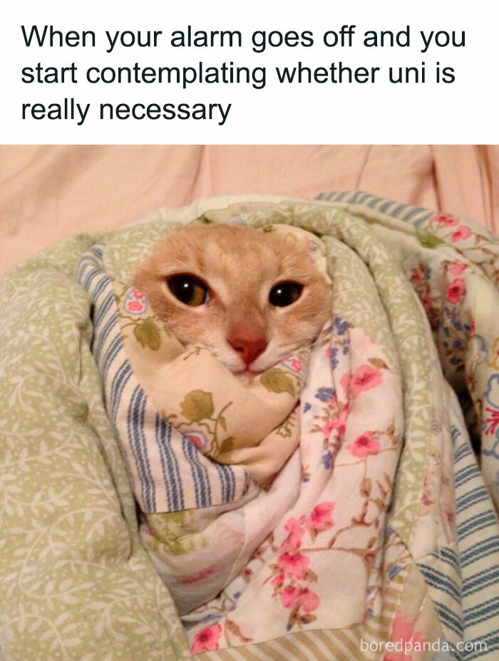 Student-University-Life-Memes