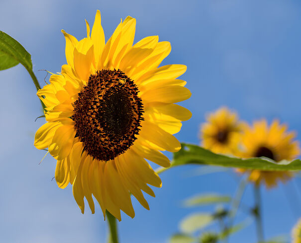 sunflower-1-of-1-SharpenAI-Motion-621fb432dcfd6.jpg