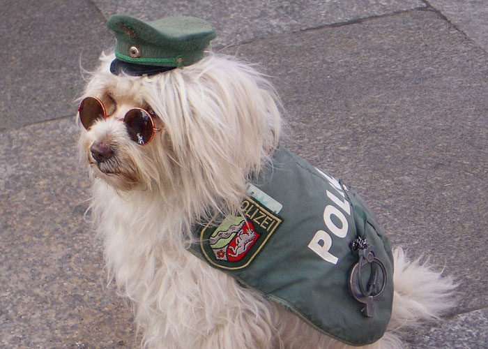 Un video capta al más diminuto perro policía haciendo rondas por un aeropuerto y acumula 9 millones de visitas