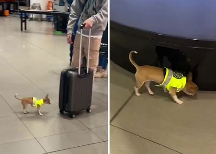 Un video capta al más diminuto perro policía haciendo rondas por un aeropuerto y acumula 9 millones de visitas
