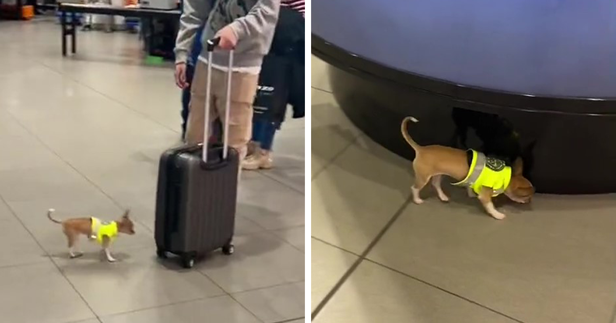 This Airport In Colombia Hired A Chihuahua As Their Sniffer Dog And People Online Are Loving It - Vimarsana News