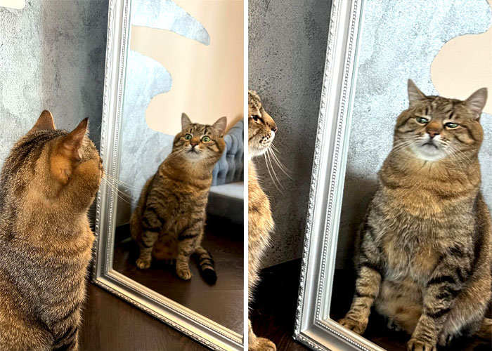 Famous Ukrainian Cat Stepan Flees With His Family, Finds Safety In France Famous Ukrainian Cat Stepan Flees With His Family, Finds Safety In France