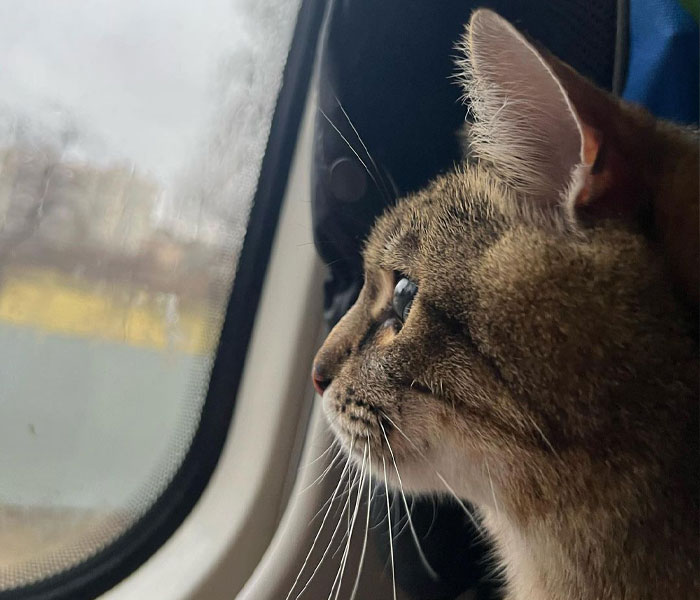 Stepan, el famoso gato ucraniano, huyó junto a su familia y encontró refugio en Francia