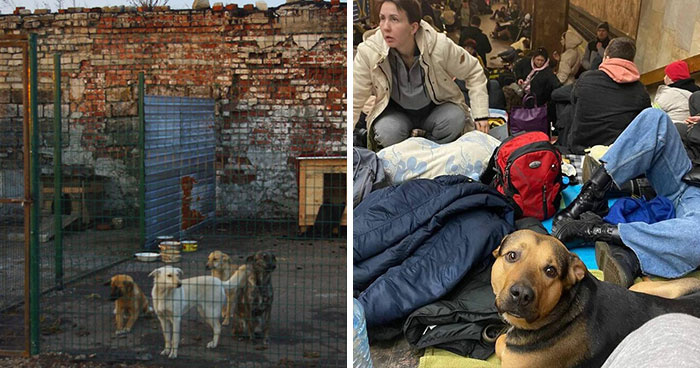 In The Face Of Great Danger, We Are Running An Urgent Appeal To Anyone Interested In Assisting These Animals Across Ukraine