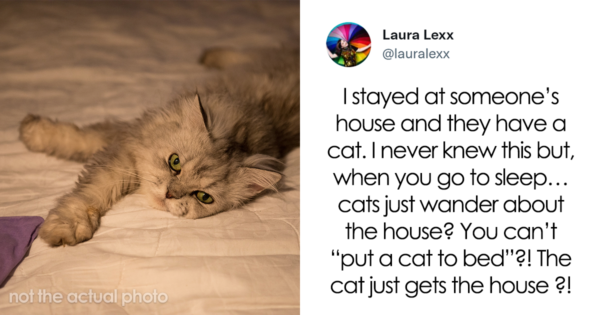 Online Folks Reveal 26 Stories About Cats And Their Engaging Night Routines - Vimarsana News