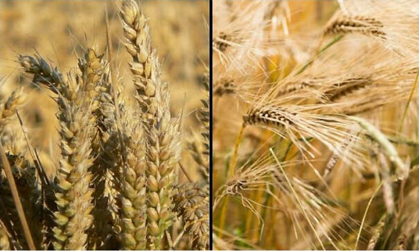 wheat-vs-barley-6234abb00fbef.jpg