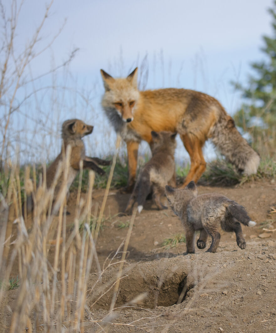 I Spotted A Red Fox Den And Followed The Journey Of Fox Kits And Their Dad (16 Pics)